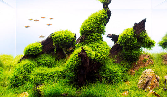 How to Grow Moss in Your Aquarium: A Simple Guide