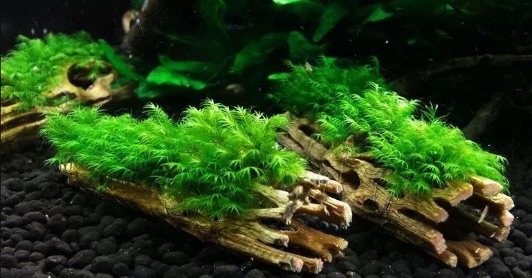 Why You Should Add Botanicals Like Cholla Wood to Your Aquarium