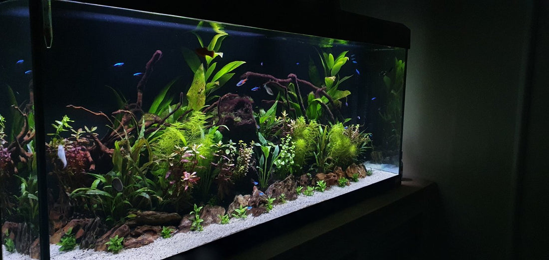 How to Maintain Crystal Clear Water in Your Aquarium