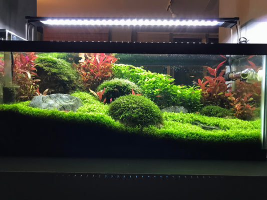 Why Christmas Moss is the Perfect Aquarium Plant for Any Setup