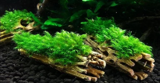 How to Save a Dying Plant Before It’s Too Late