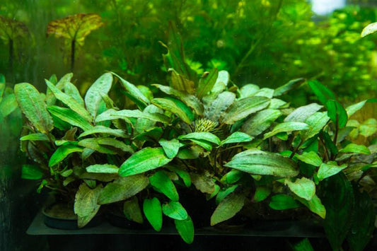 Why Most Aquarium Plants Die Within 30 Days