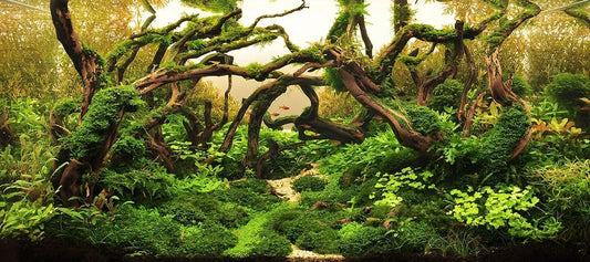 The Best Low-Tech Plants for Tanks Without CO₂