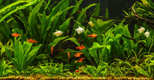 Why Quarantining Aquarium Plants is a Must (Even Without Fish!)