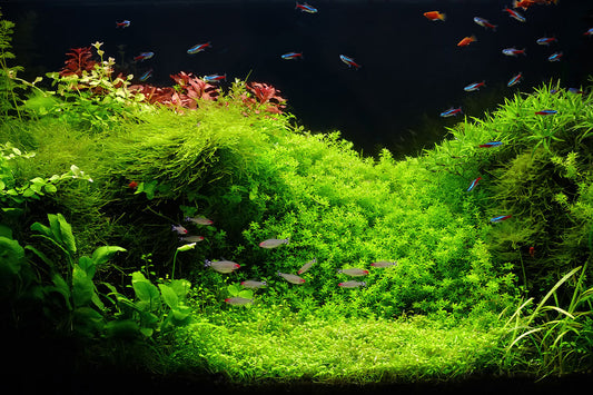 How to Fertilize Your Planted Tank the EASY Way