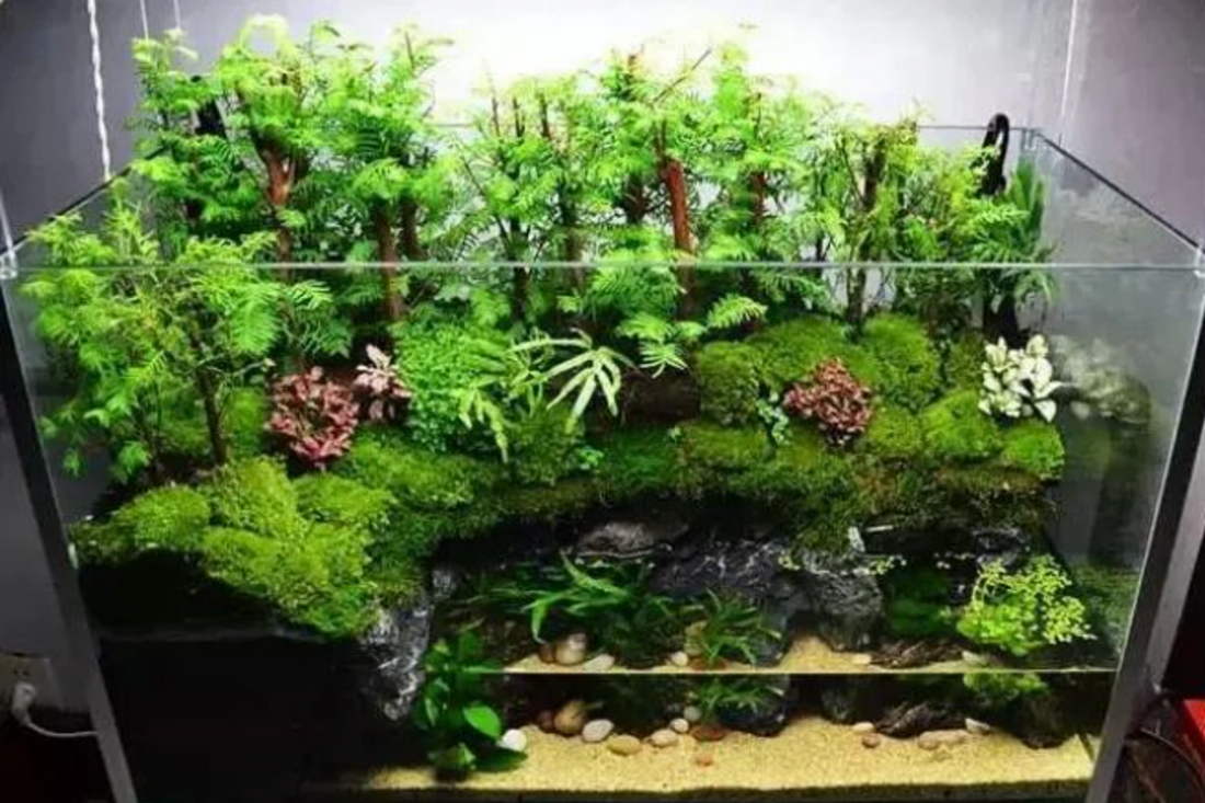 How to Revive Dying Aquarium Plants Before It’s Too Late