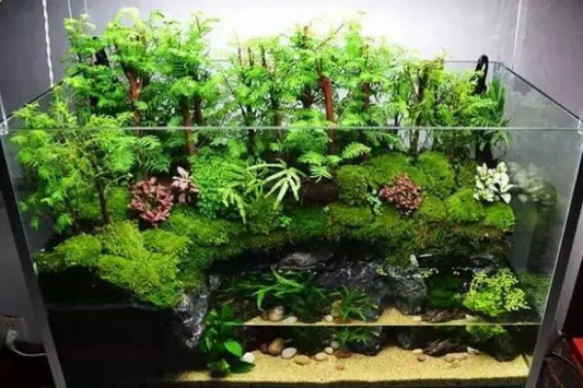 How to Revive Dying Aquarium Plants Before It’s Too Late