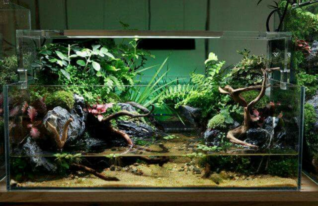 How Long Do Aquarium Plants Take to Grow?