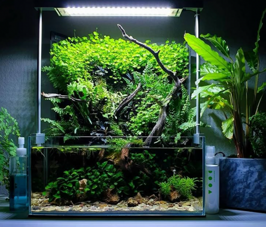 Why Plants Look Worse Before They Look Better After Shipping