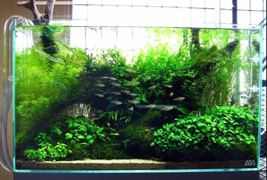 How to Prepare Driftwood for Your Aquarium