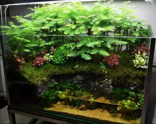 Why Are My Aquarium Plants Turning Yellow?
