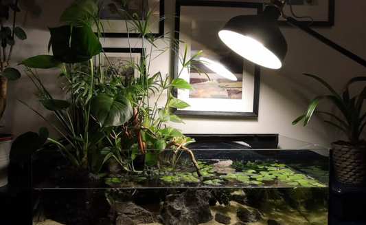 Floating vs. Rooted Plants: Which Is Better for Your Tank?