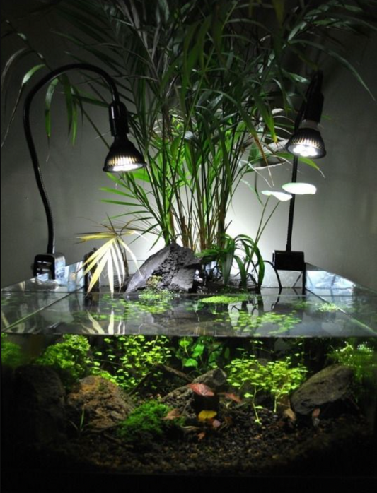 How to Trim and Propagate Aquarium Plants for Faster Growth