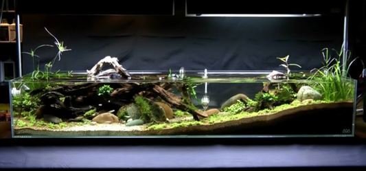 What to Do When New Plants “Melt” After You Add Them to the Tank