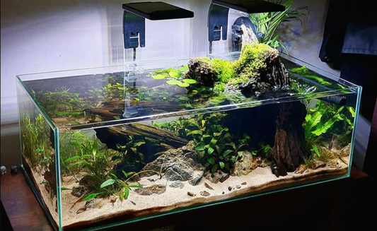 Anacharis Elodea Densa: Fast-Growing Oxygen Machine for Your Tank