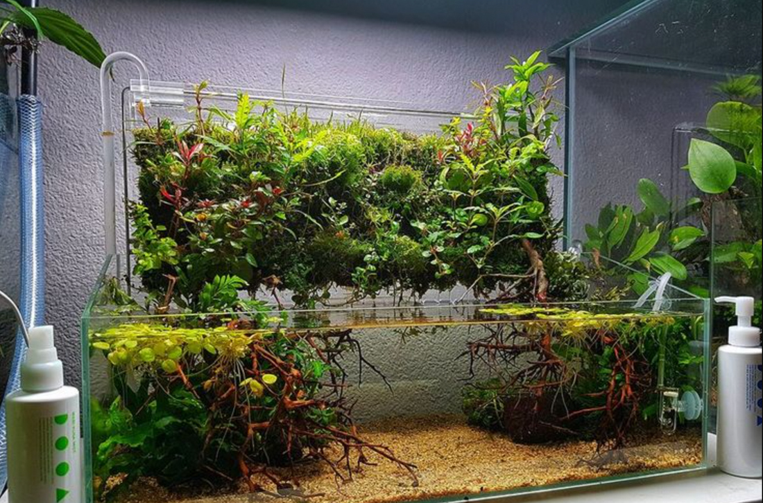 Best Foreground Aquarium Plants