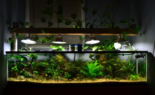 How Aquarium Plants Help Clean Your Water (Naturally)