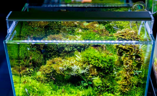 How to Balance Aquarium Lighting for Healthy Plant Growth and Algae Control