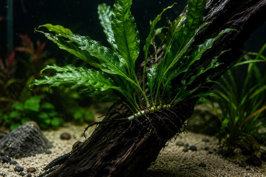 Java Fern Care Guide: Everything Beginners Need to Know