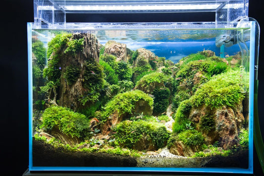 How to Aquascape: A Beginner’s Guide