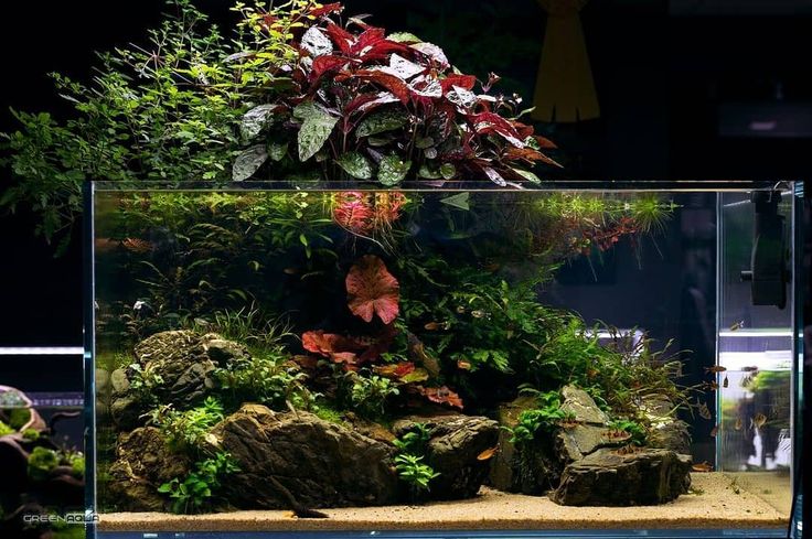 Best Plants for Shrimp Tanks That Double as Natural Baby Hideouts