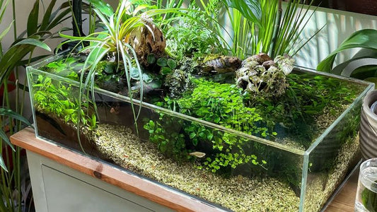 How Often Should You Trim Aquarium Plants? (Beginner-Friendly Guide)