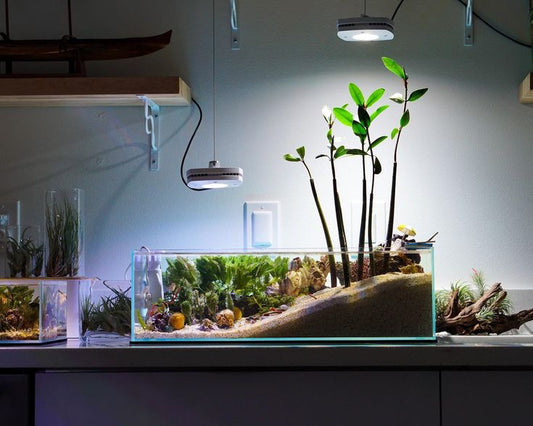 How to Plant Aquarium Plants with Rock Wool, Foam, or Weights