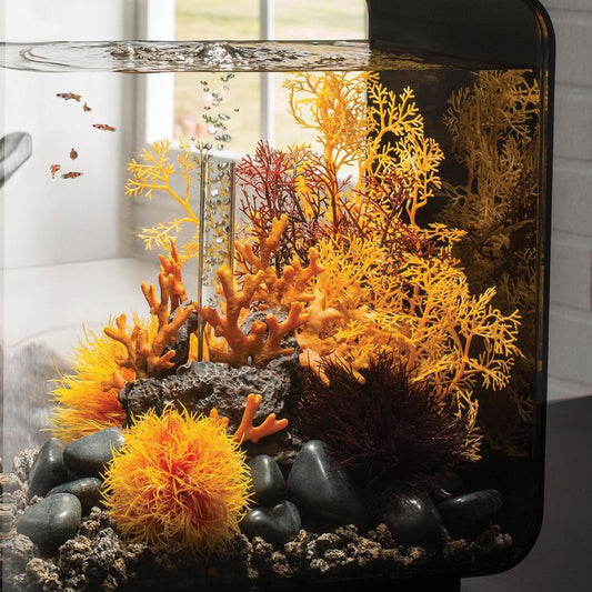 5 Reasons to Be Thankful for Your Aquarium This Thanksgiving