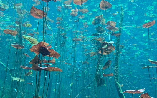 Live aquarium plants growing underwater in clear water