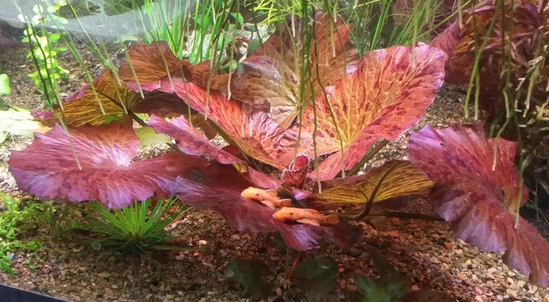 Tiger Lotus aquarium plant with red speckled leaves