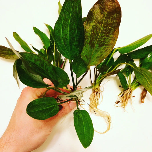 Red Flame Sword aquarium plant with red and green leaves