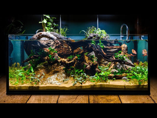 Why Are My Crypts Melting?