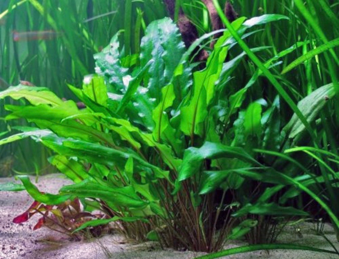 Mid Ground Plants – MarcusFishTanks
