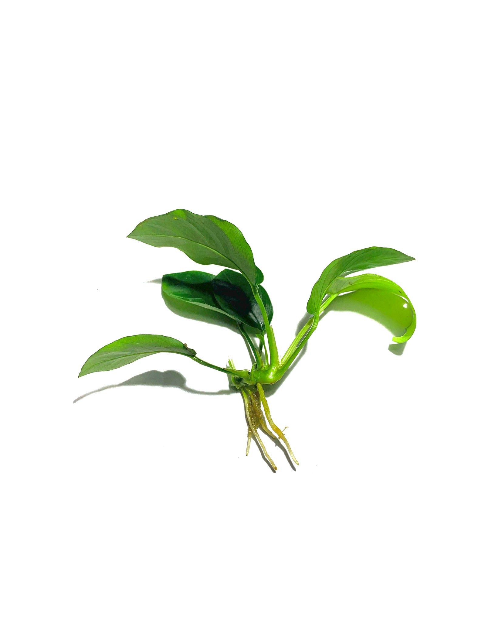 anubias plant seeds Anubias Barteri – MarcusFishTanks