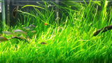 jungle val live aquarium plant