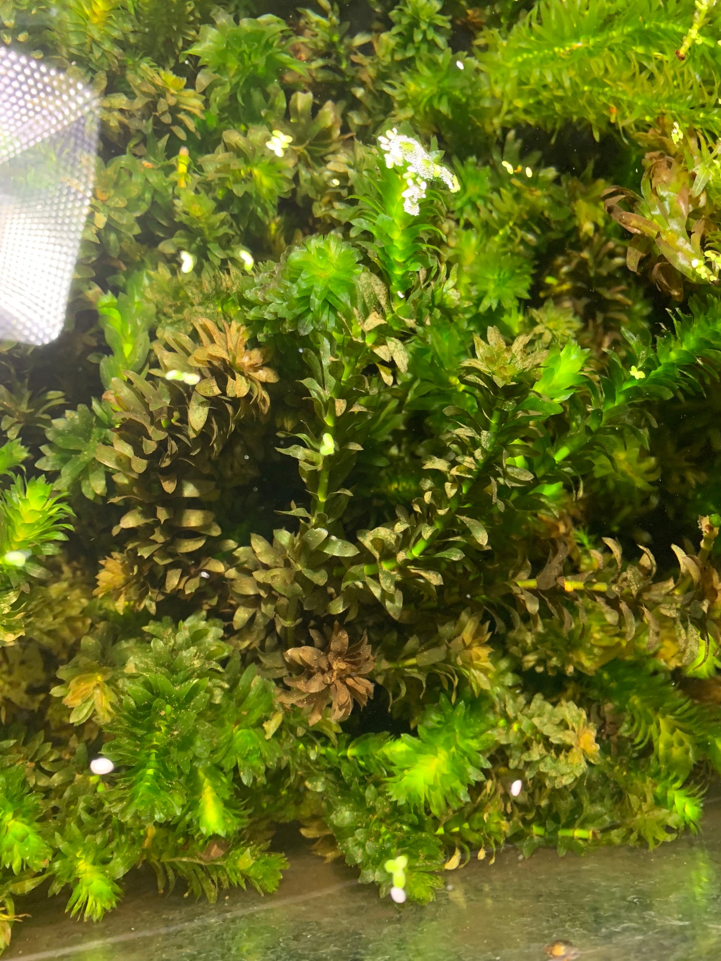 Anacharis Elodea Egeria Densa