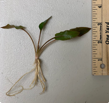 Mystery Cryptocoryne Plant