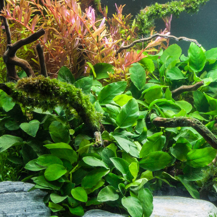 Anubias Barteri live aquarium plant