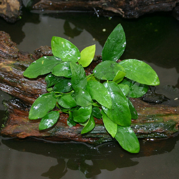 Anubias Barteri live aquarium plant