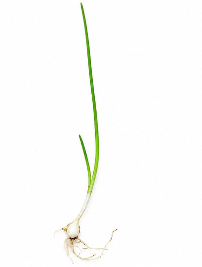 A single green scallion or garlic bulb with a long green stem, white bulb base, and visible roots, isolated on a plain white background.