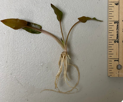 Mystery Cryptocoryne Plant