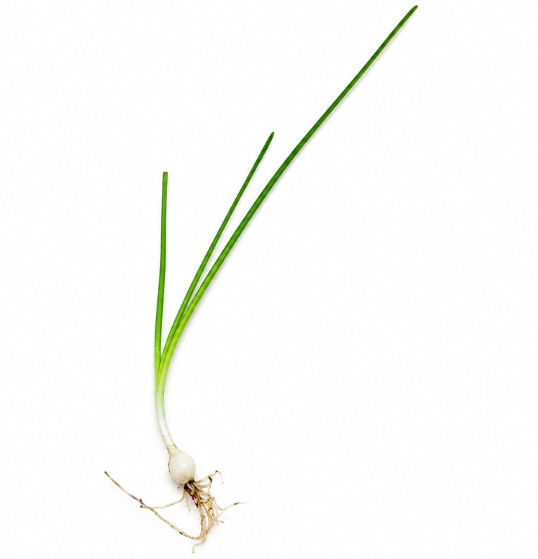 A single fresh green onion with long green stalks, a white bulb, and visible roots, photographed on a plain white background.