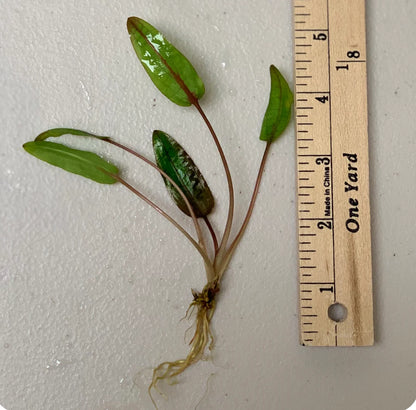 Mystery Cryptocoryne Plant