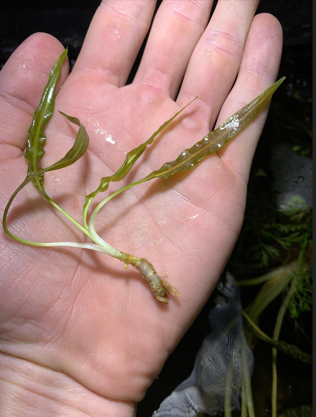 Cryptocoryne Balansae