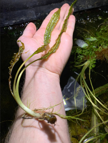 Cryptocoryne Balansae