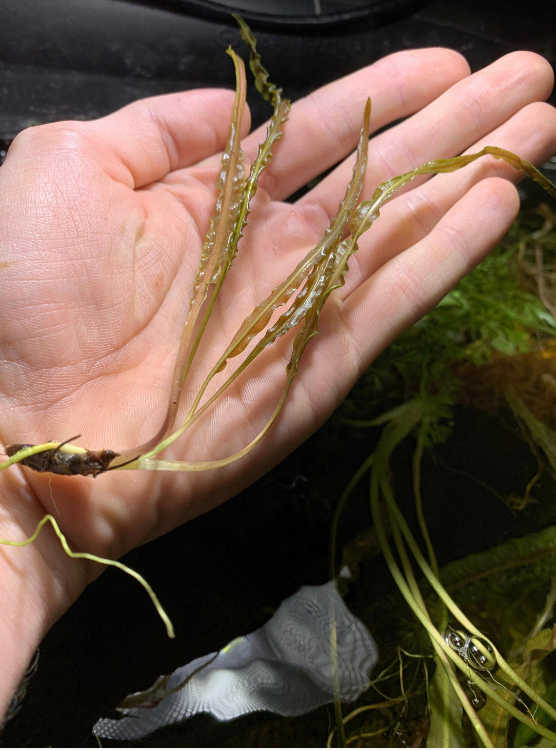 Cryptocoryne Balansae