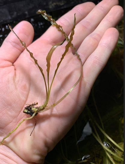 Cryptocoryne Balansae