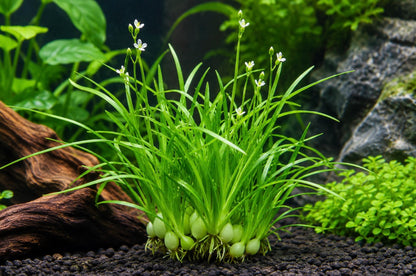 Dwarf Water Onion Zephyranthes Candida