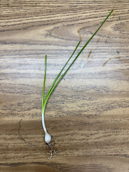 Dwarf Water Onion Zephyranthes Candida