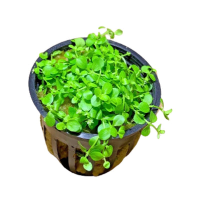 monte carlo live aquarium plant